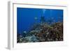 Diver and Schooling Anthias Fish and Healthy Corals of Beqa Lagoon, Fiji-Stocktrek Images-Framed Photographic Print