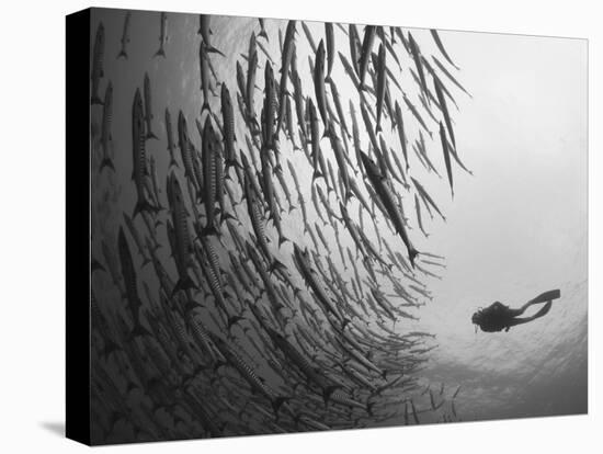 Diver And Schooling Blackfin Barracuda, Papua New Guinea-Stocktrek Images-Stretched Canvas