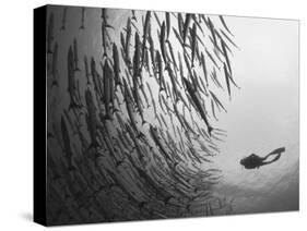 Diver And Schooling Blackfin Barracuda, Papua New Guinea-Stocktrek Images-Stretched Canvas