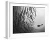 Diver And Schooling Blackfin Barracuda, Papua New Guinea-Stocktrek Images-Framed Photographic Print