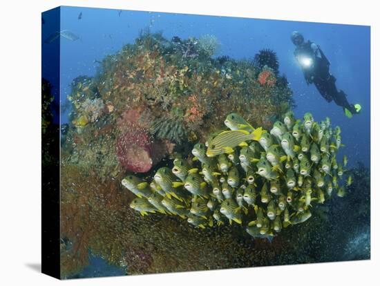 Diver and Schooling Sweetlip Fish Next To Reef, Raja Ampat, Papua, Indonesia-Jones-Shimlock-Stretched Canvas