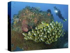 Diver and Schooling Sweetlip Fish Next To Reef, Raja Ampat, Papua, Indonesia-Jones-Shimlock-Stretched Canvas