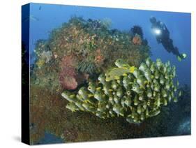 Diver and Schooling Sweetlip Fish Next To Reef, Raja Ampat, Papua, Indonesia-Jones-Shimlock-Stretched Canvas