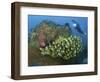 Diver and Schooling Sweetlip Fish Next To Reef, Raja Ampat, Papua, Indonesia-Jones-Shimlock-Framed Photographic Print