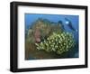 Diver and Schooling Sweetlip Fish Next To Reef, Raja Ampat, Papua, Indonesia-Jones-Shimlock-Framed Photographic Print