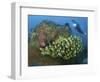 Diver and Schooling Sweetlip Fish Next To Reef, Raja Ampat, Papua, Indonesia-Jones-Shimlock-Framed Photographic Print