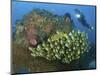 Diver and Schooling Sweetlip Fish Next To Reef, Raja Ampat, Papua, Indonesia-Jones-Shimlock-Mounted Photographic Print