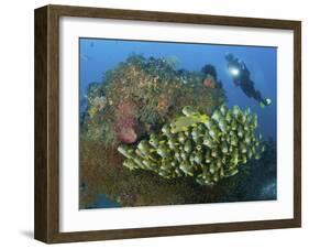 Diver and Schooling Sweetlip Fish Next To Reef, Raja Ampat, Papua, Indonesia-Jones-Shimlock-Framed Photographic Print