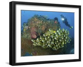 Diver and Schooling Sweetlip Fish Next To Reef, Raja Ampat, Papua, Indonesia-Jones-Shimlock-Framed Photographic Print