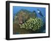 Diver and Schooling Sweetlip Fish Next To Reef, Raja Ampat, Papua, Indonesia-Jones-Shimlock-Framed Photographic Print