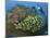 Diver and Schooling Sweetlip Fish Next To Reef, Raja Ampat, Papua, Indonesia-Jones-Shimlock-Mounted Photographic Print