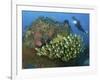 Diver and Schooling Sweetlip Fish Next To Reef, Raja Ampat, Papua, Indonesia-Jones-Shimlock-Framed Photographic Print