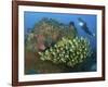 Diver and Schooling Sweetlip Fish Next To Reef, Raja Ampat, Papua, Indonesia-Jones-Shimlock-Framed Photographic Print