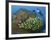 Diver and Schooling Sweetlip Fish Next To Reef, Raja Ampat, Papua, Indonesia-Jones-Shimlock-Framed Photographic Print