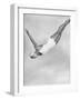 Diver Ann Ross Performing Swan Dive-Gordon Coster-Framed Photographic Print