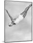 Diver Ann Ross Performing Swan Dive-Gordon Coster-Mounted Photographic Print