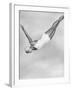 Diver Ann Ross Performing Swan Dive-Gordon Coster-Framed Photographic Print