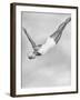 Diver Ann Ross Performing Swan Dive-Gordon Coster-Framed Photographic Print