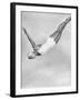 Diver Ann Ross Performing Swan Dive-Gordon Coster-Framed Photographic Print