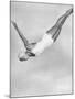 Diver Ann Ross Performing Swan Dive-Gordon Coster-Mounted Photographic Print