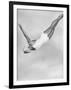 Diver Ann Ross Performing Swan Dive-Gordon Coster-Framed Photographic Print