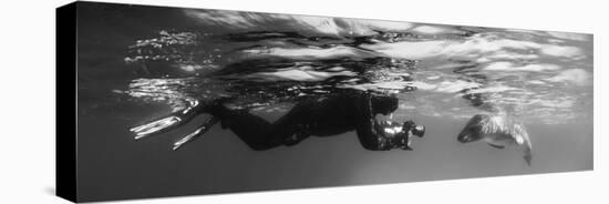 Diver Comes Face to Face with a Leopard Seal, Astrolabe Island, Antarctica-null-Stretched Canvas