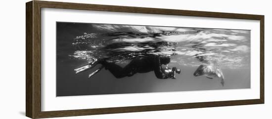 Diver Comes Face to Face with a Leopard Seal, Astrolabe Island, Antarctica-null-Framed Photographic Print