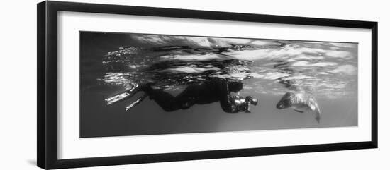 Diver Comes Face to Face with a Leopard Seal, Astrolabe Island, Antarctica-null-Framed Photographic Print