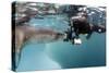 Diver Comes Face to Face with a Leopard Seal, Astrolabe Island, Antarctica-null-Stretched Canvas