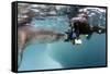 Diver Comes Face to Face with a Leopard Seal, Astrolabe Island, Antarctica-null-Framed Stretched Canvas