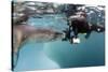 Diver Comes Face to Face with a Leopard Seal, Astrolabe Island, Antarctica-null-Stretched Canvas