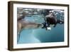 Diver Comes Face to Face with a Leopard Seal, Astrolabe Island, Antarctica-null-Framed Photographic Print