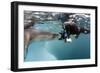 Diver Comes Face to Face with a Leopard Seal, Astrolabe Island, Antarctica-null-Framed Photographic Print