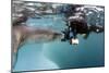 Diver Comes Face to Face with a Leopard Seal, Astrolabe Island, Antarctica-null-Mounted Photographic Print