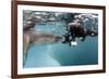 Diver Comes Face to Face with a Leopard Seal, Astrolabe Island, Antarctica-null-Framed Photographic Print