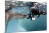 Diver Comes Face to Face with a Leopard Seal, Astrolabe Island, Antarctica-null-Mounted Photographic Print