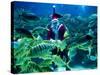 Diver Dressed as Santa Claus Feeds Fish as Part of Christmas Celebrations, Aquarium in Kuala Lumpur-null-Stretched Canvas