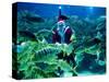 Diver Dressed as Santa Claus Feeds Fish as Part of Christmas Celebrations, Aquarium in Kuala Lumpur-null-Stretched Canvas