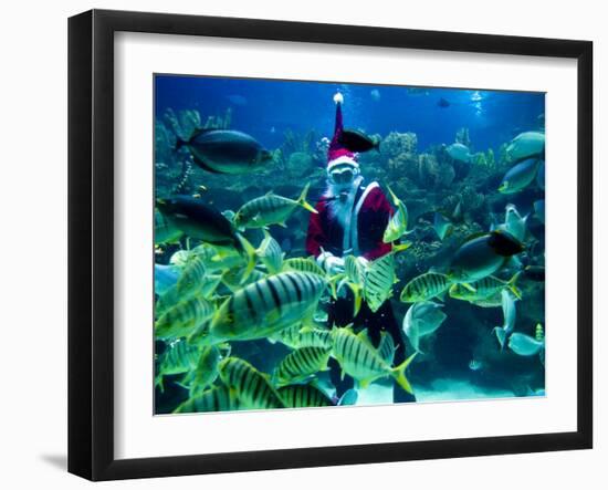 Diver Dressed as Santa Claus Feeds Fish as Part of Christmas Celebrations, Aquarium in Kuala Lumpur-null-Framed Photographic Print