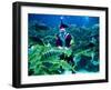 Diver Dressed as Santa Claus Feeds Fish as Part of Christmas Celebrations, Aquarium in Kuala Lumpur-null-Framed Photographic Print