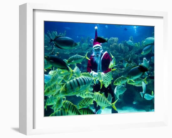 Diver Dressed as Santa Claus Feeds Fish as Part of Christmas Celebrations, Aquarium in Kuala Lumpur-null-Framed Photographic Print