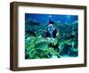 Diver Dressed as Santa Claus Feeds Fish as Part of Christmas Celebrations, Aquarium in Kuala Lumpur-null-Framed Photographic Print