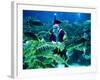 Diver Dressed as Santa Claus Feeds Fish as Part of Christmas Celebrations, Aquarium in Kuala Lumpur-null-Framed Photographic Print