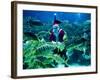 Diver Dressed as Santa Claus Feeds Fish as Part of Christmas Celebrations, Aquarium in Kuala Lumpur-null-Framed Photographic Print