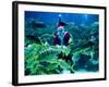 Diver Dressed as Santa Claus Feeds Fish as Part of Christmas Celebrations, Aquarium in Kuala Lumpur-null-Framed Photographic Print