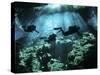 Diver Enters the Cavern System in the Riviera Maya Area of Mexico-null-Stretched Canvas