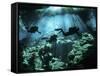 Diver Enters the Cavern System in the Riviera Maya Area of Mexico-null-Framed Stretched Canvas