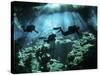 Diver Enters the Cavern System in the Riviera Maya Area of Mexico-null-Stretched Canvas