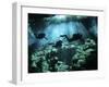 Diver Enters the Cavern System in the Riviera Maya Area of Mexico-null-Framed Photographic Print