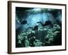 Diver Enters the Cavern System in the Riviera Maya Area of Mexico-null-Framed Photographic Print